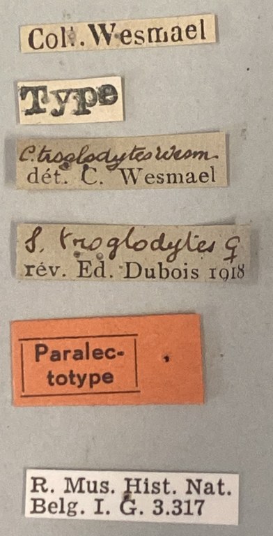 Spilomena troglodytes F Plt Labels.jpeg