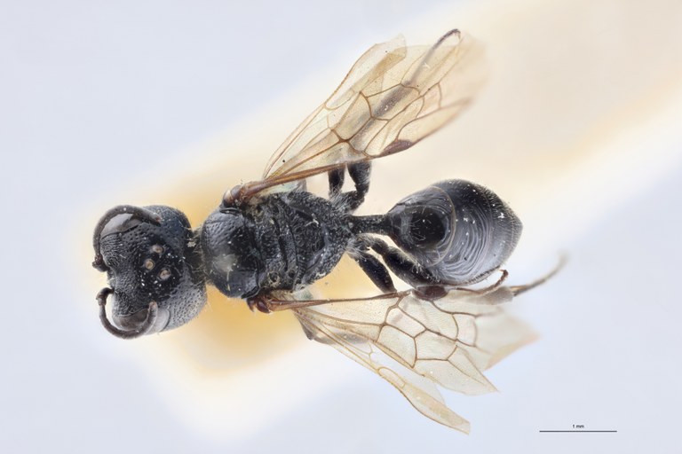 Pemphredon enslini F T D.jpg