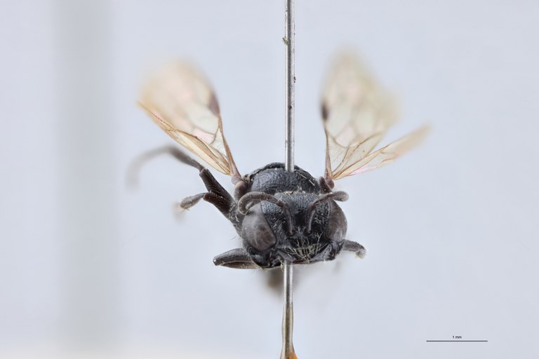 Pemphredon enslini F T F.jpg