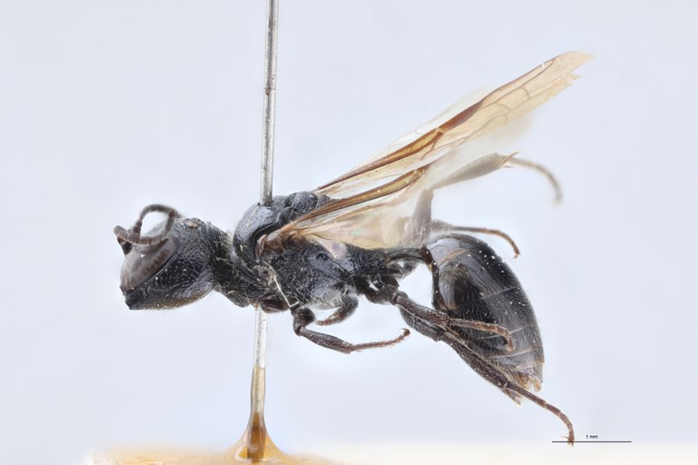 Pemphredon enslini F T L.jpg