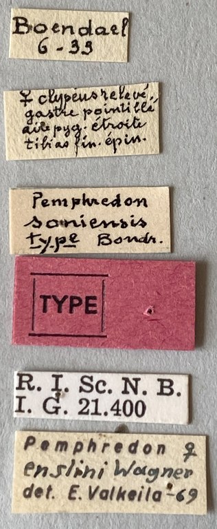 Pemphredon enslini F T Labels.jpeg