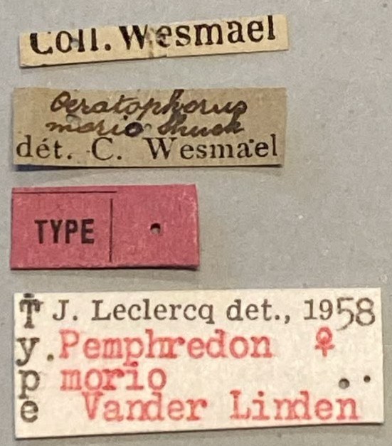 Pemphredon morio F T Labels.jpeg
