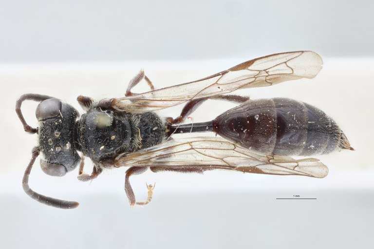 Psen atratinus Pt D.jpg