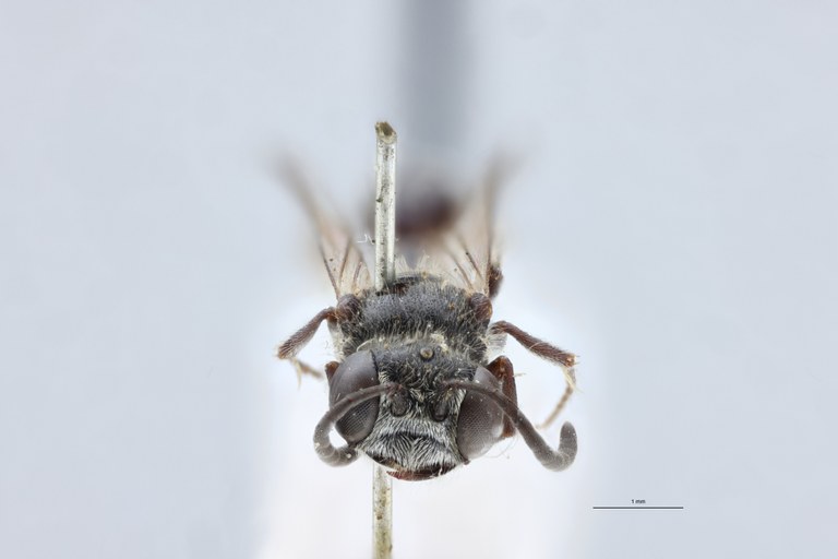 Psen atratinus Pt L.jpg