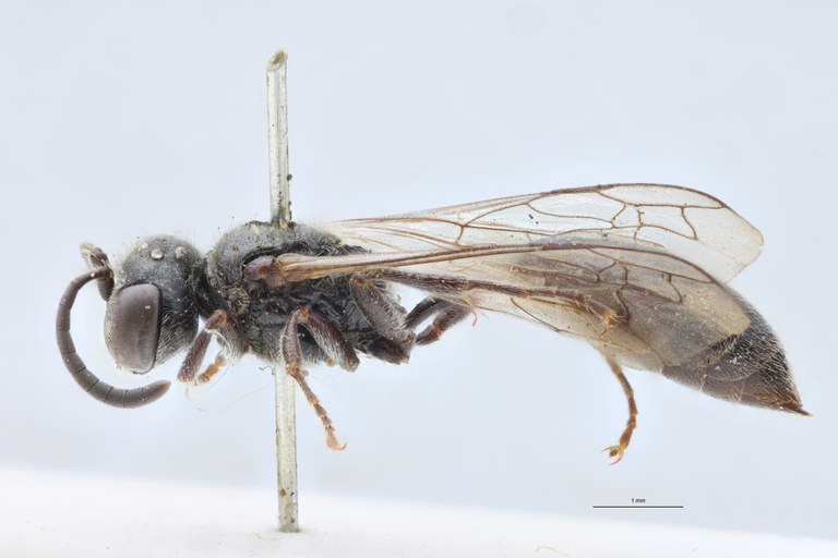 Psen atratinus Pt L.jpg