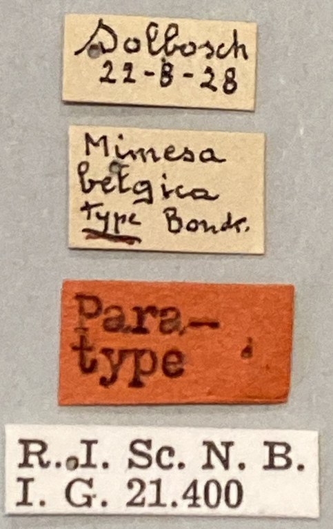 Psen atratinus Pt Labels.jpeg