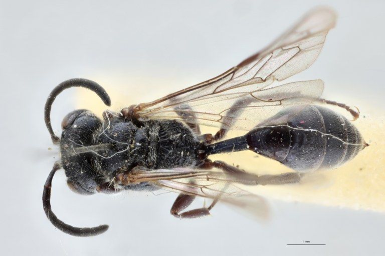 Psen atratinus Lt D.jpg