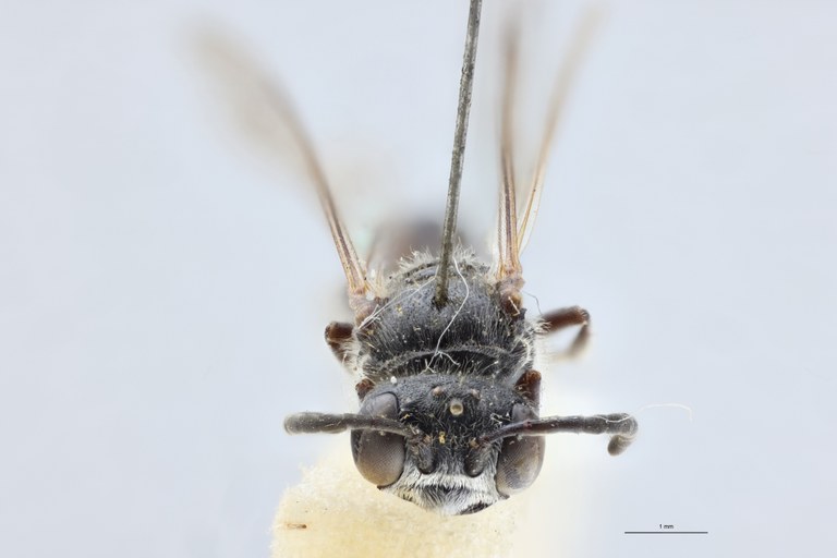 Psen atratinus Lt F.jpg
