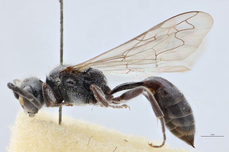 Psen atratinus Lt L.jpg