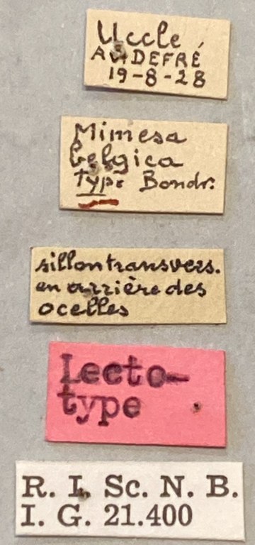 Psen atratinus Lt Labels.jpeg