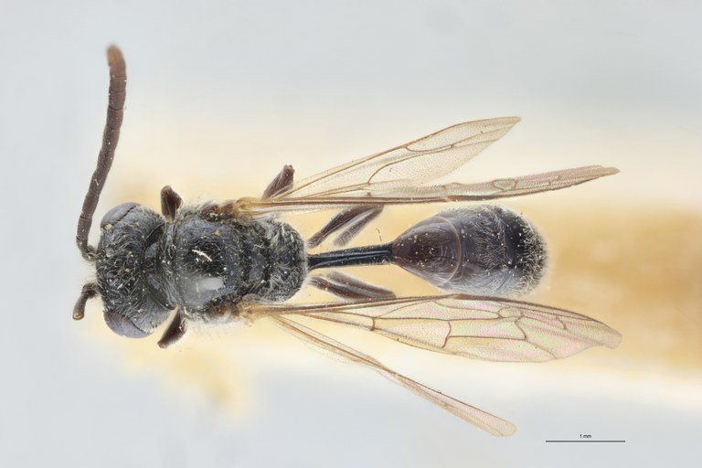 Psen atratinus M At D.jpg