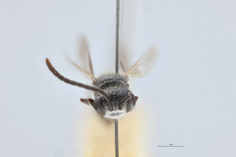 Psen atratinus M At F.jpg