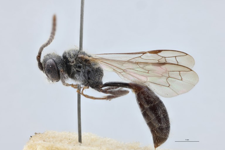 Psen atratinus M At L.jpg
