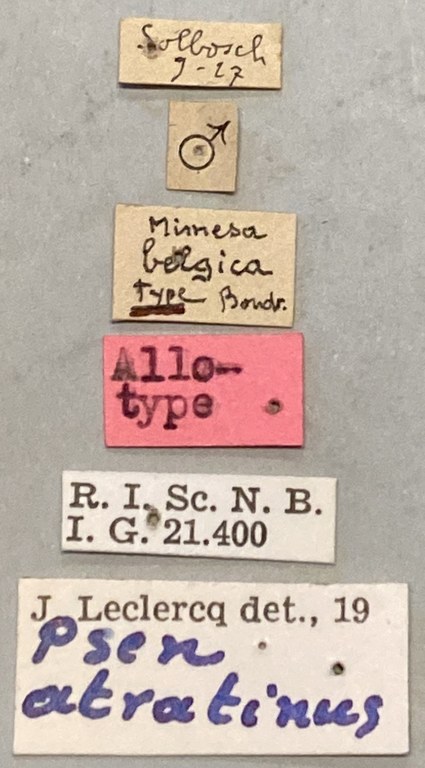 Psen atratinus M At Labels.jpeg