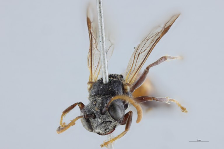 Psen bruxellensis F At F.jpg