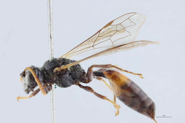 Psen bruxellensis F At L.jpg