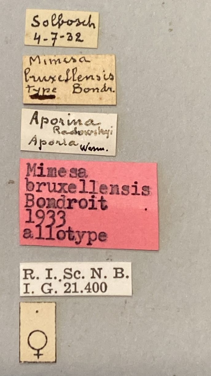 Psen bruxellensis F At Labels.jpeg