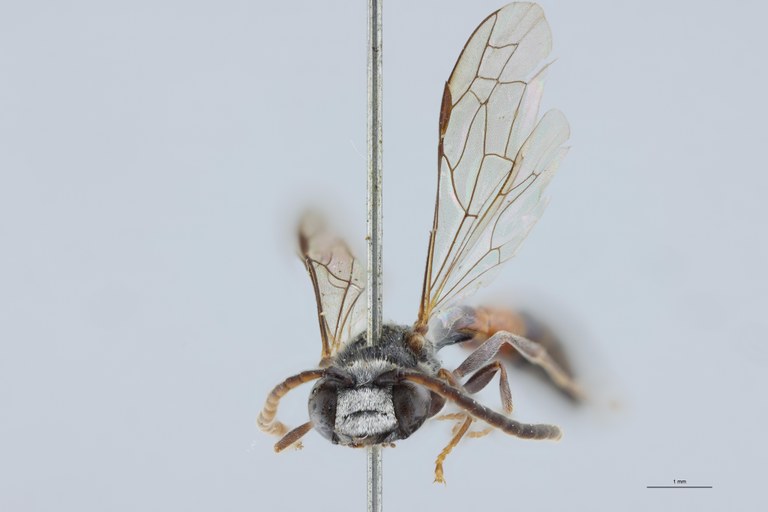 Psen bruxellensis M Pt F.jpg