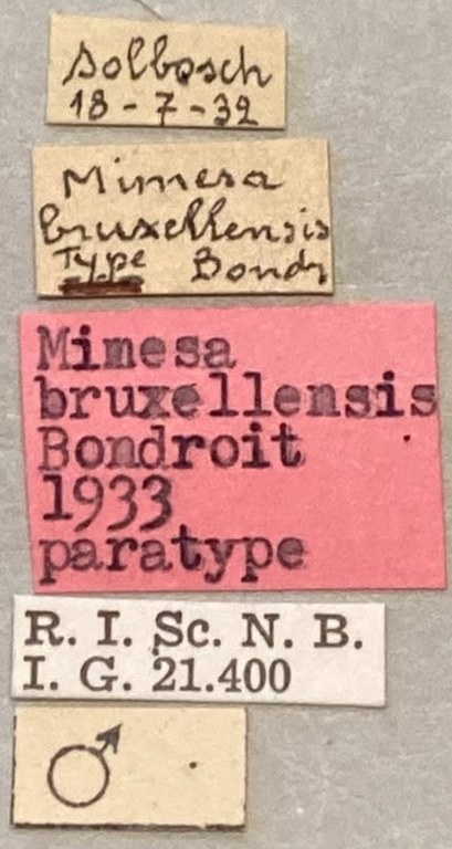 Psen bruxellensis M Pt Labels.jpeg