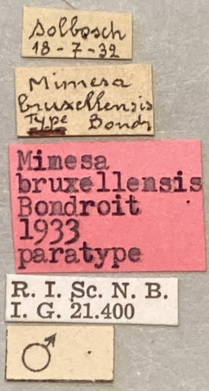 Psen bruxellensis M Pt Labels.jpeg