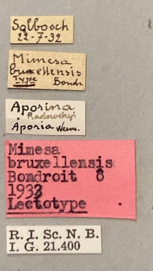 Psen bruxellensis Lt Labels.jpeg