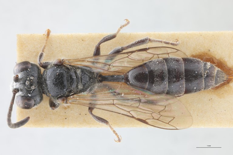 Psen littoralis At D.jpg