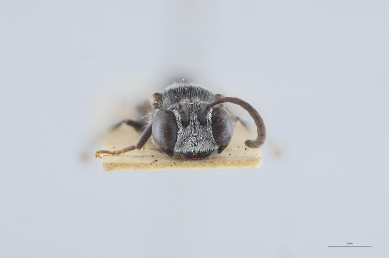 Psen littoralis At F.jpg