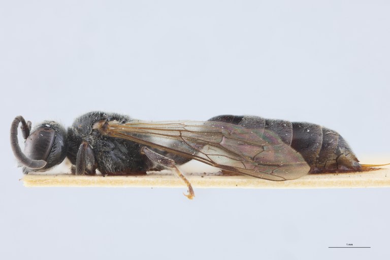 Psen littoralis At L.jpg
