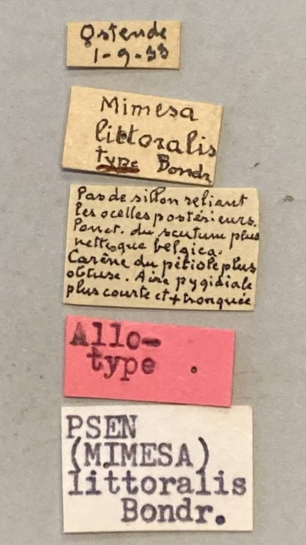 Psen littoralis At Labels.jpeg