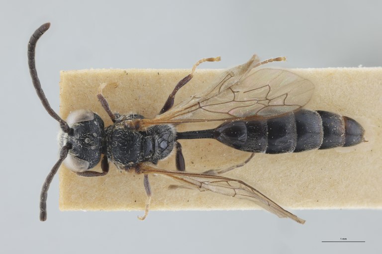 Psen littoralis Ht D.jpg