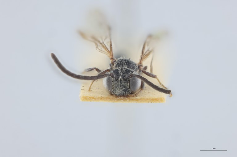 Psen littoralis Ht F.jpg