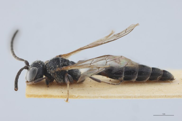 Psen littoralis Ht L.jpg