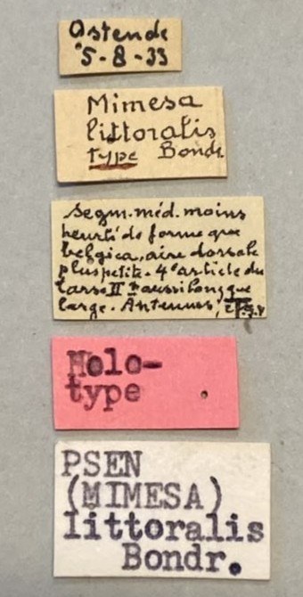 Psen littoralis Ht Labels.jpeg
