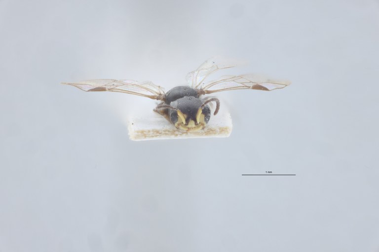 Spilomena beata M T F.jpg