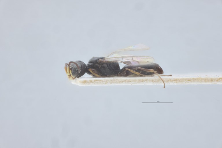 Spilomena beata M T L.jpg