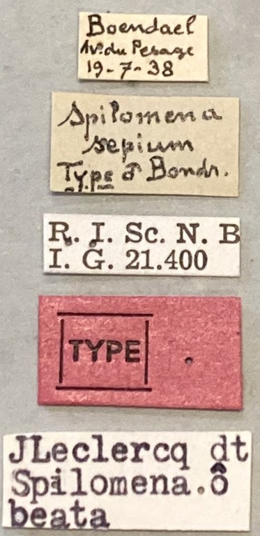 Spilomena beata M T Labels.jpeg