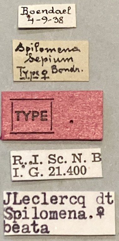 Spilomena beata F T Labels.jpeg