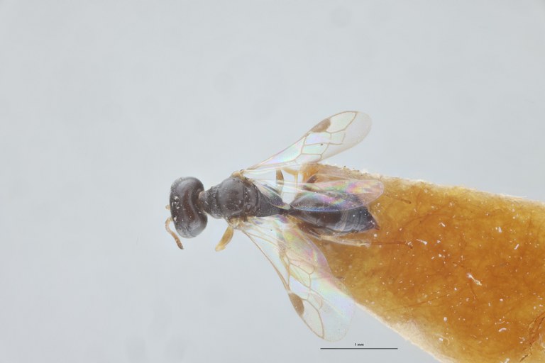 Spilomena enslini F Pt D.jpeg