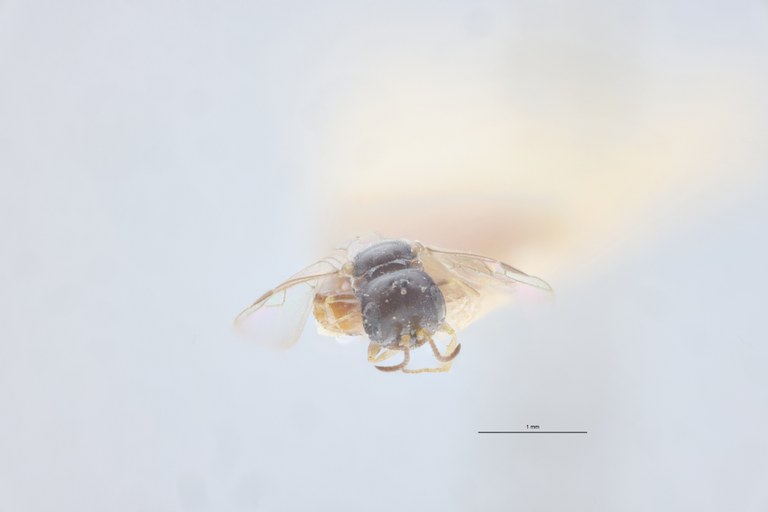 Spilomena enslini F Pt F.jpg
