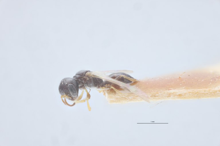 Spilomena enslini F Pt L.jpg