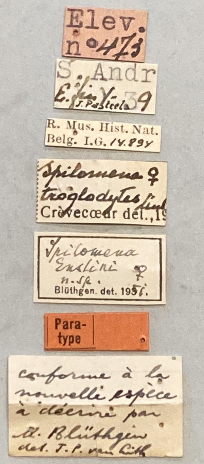 Spilomena enslini F Pt Labels.jpeg