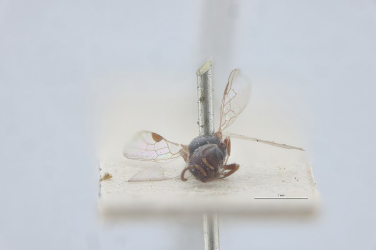 Spilomena troglodytes F Plt-2 F.jpg