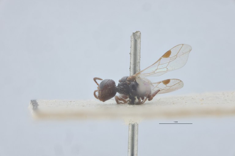 Spilomena troglodytes F Plt-2 L.jpg