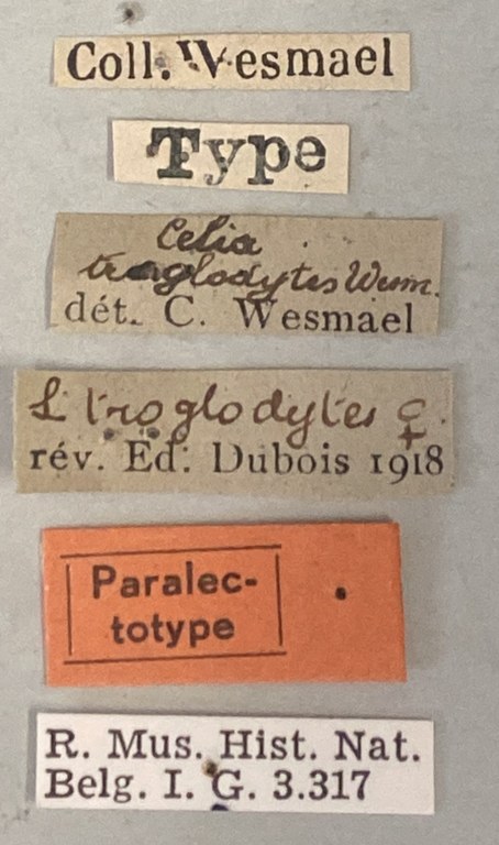 Spilomena troglodytes F Plt-2 Labels.jpeg