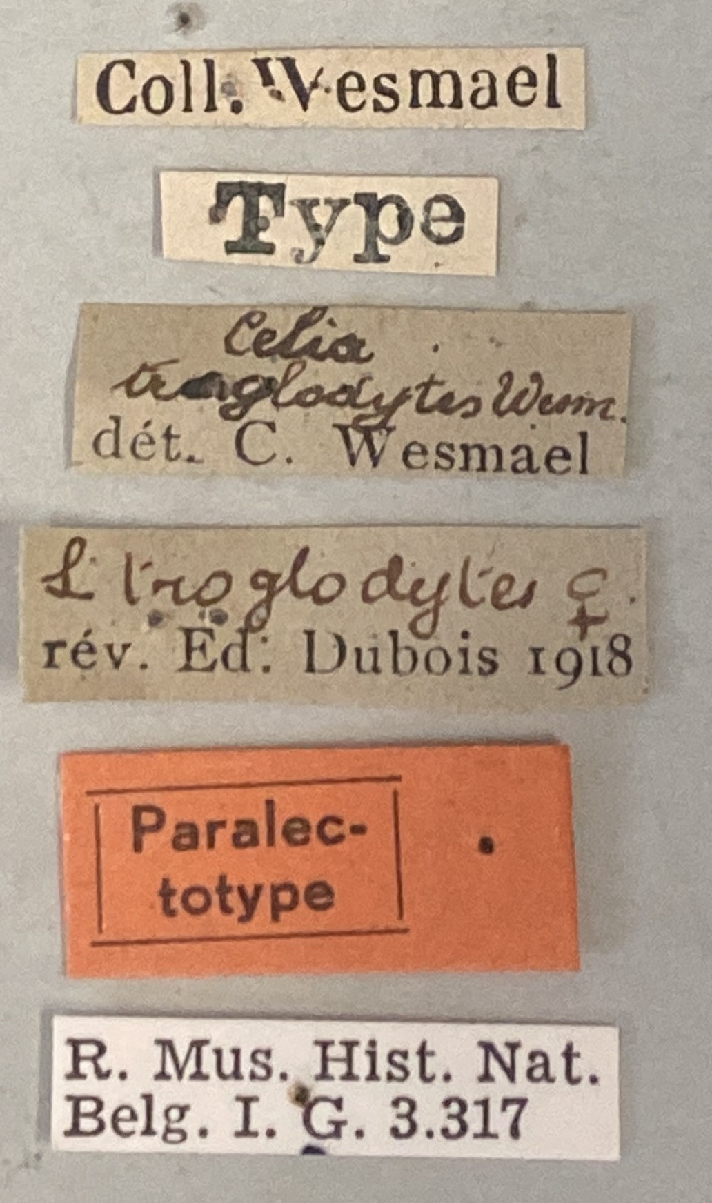 Spilomena troglodytes F Plt-2 Labels.jpeg