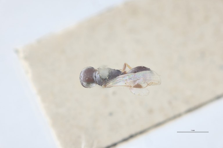 Spilomena troglodytes F Lt D.jpg