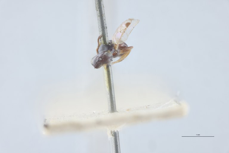 Spilomena troglodytes F Lt F.jpg
