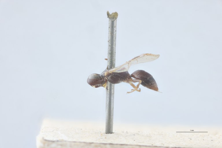 Spilomena troglodytes F Lt L.jpg