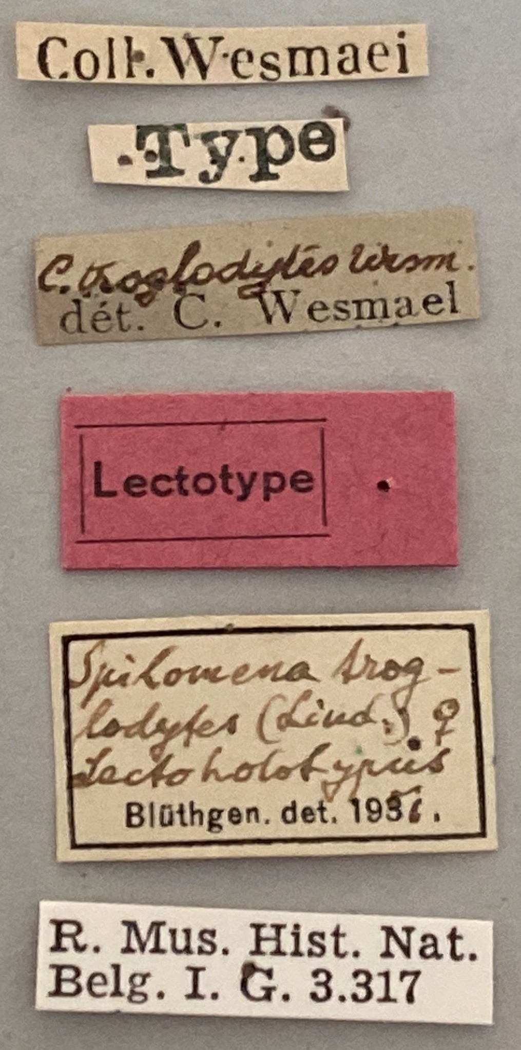 Spilomena troglodytes F Lt Labels.jpeg