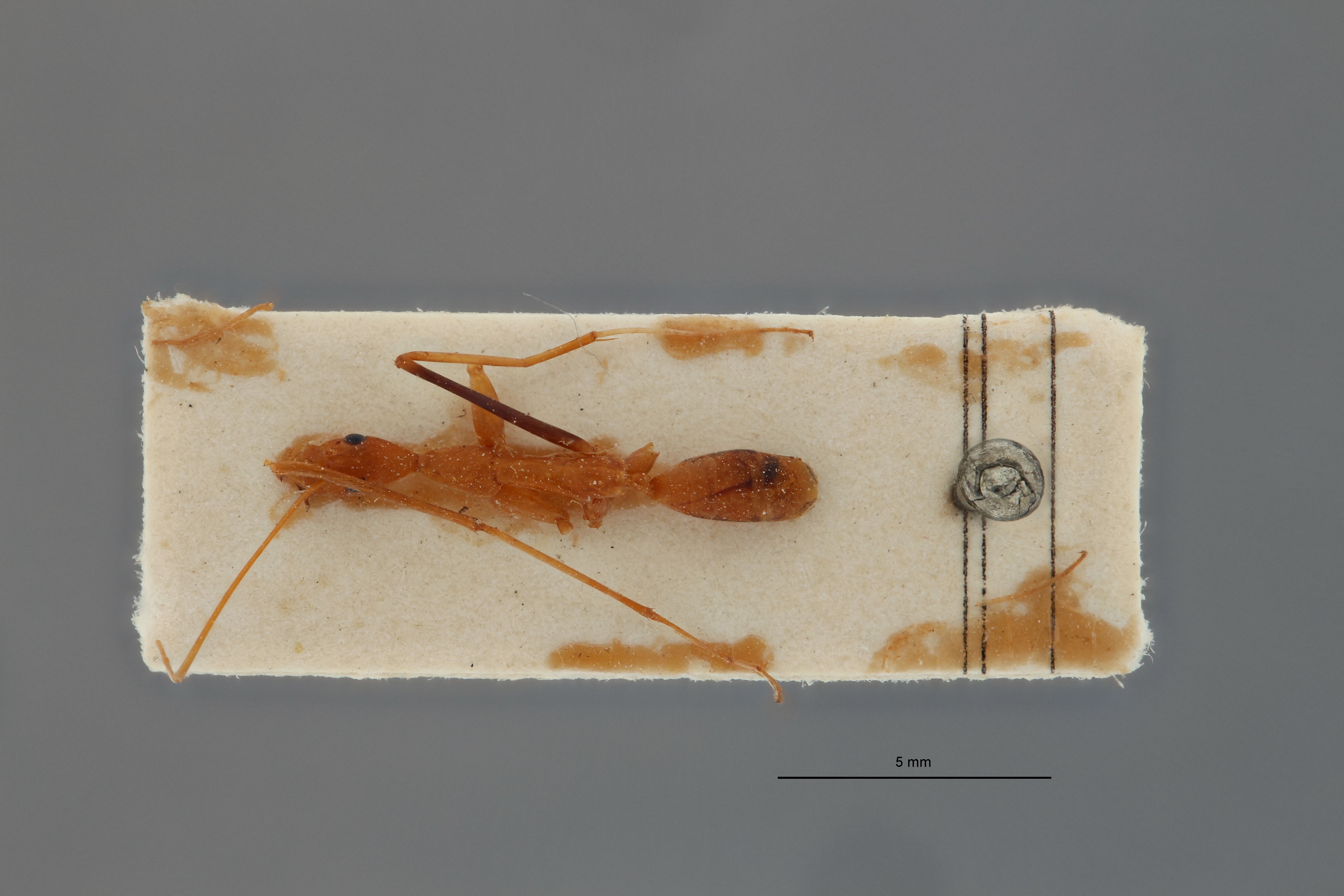 Leptomyrmex fragilis var. femorata t D.jpg